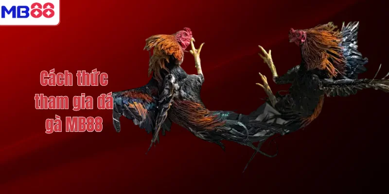 ĐÁ GÀ 2 Cách thức tham gia đá gà MB88