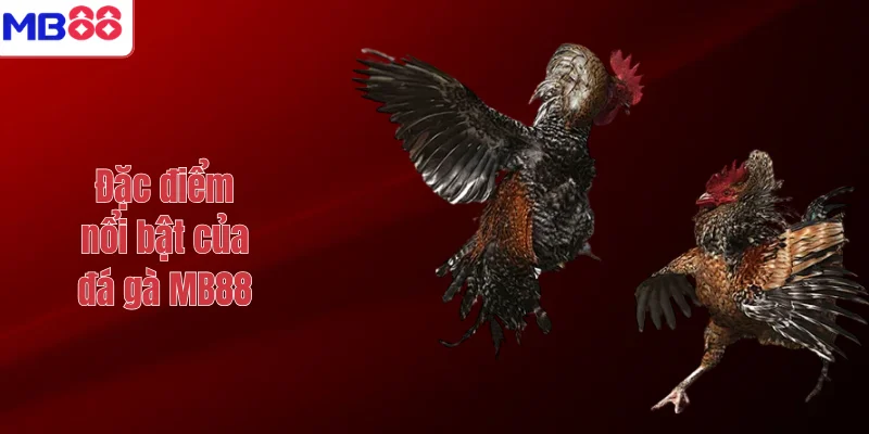 ĐÁ GÀ 3 Đặc điểm nổi bật của đá gà MB88